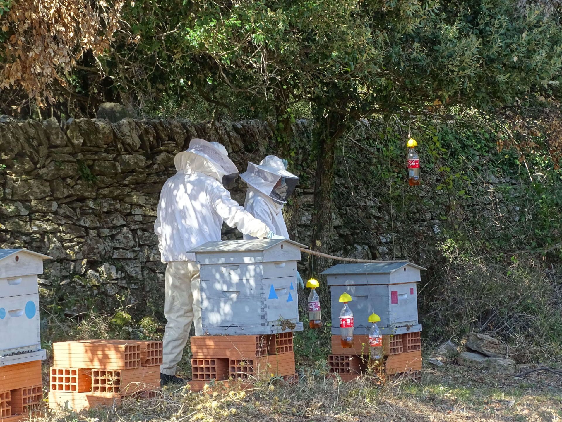 Apiculture